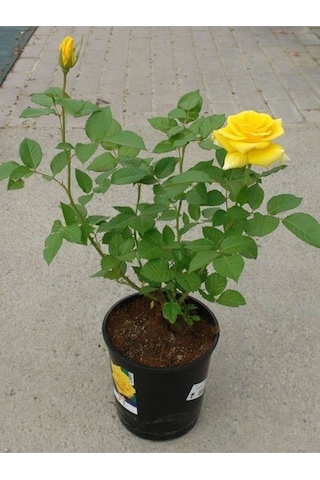 Dolgun Formlu Canlı Sarı Gül Fidanı 30-50cm Saksılı