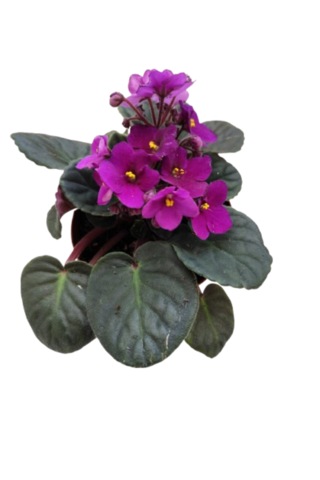 2 Adet İthal Menekşe Bordo Renk