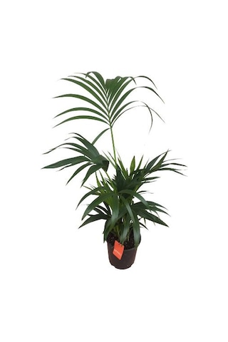 Howea Forsteriana Kentia Palmiyesi İthal - Kentya - 120 Cm