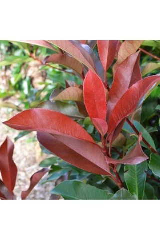 Tüplü Alev Çalısı Photinia Red Robin 30 40 Cm