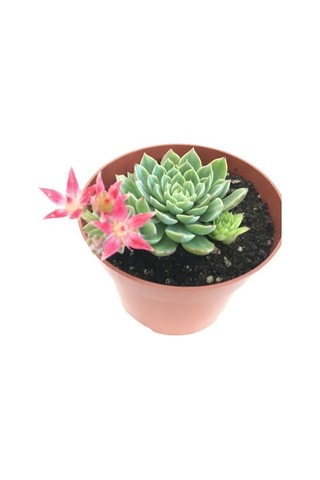 İthal Anaç Sukulent