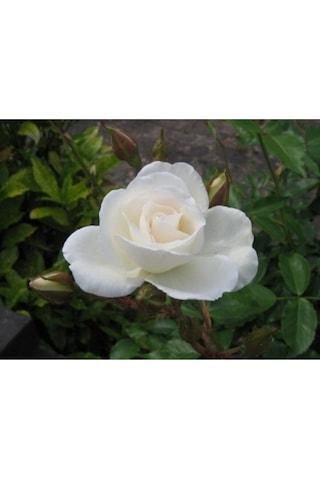 Beyaz Bulgar Gülü Çiçeği Fidanı 45-60 Cm Tüplü Çiçekli Bodur Bitkiler White Bulgarian Rose