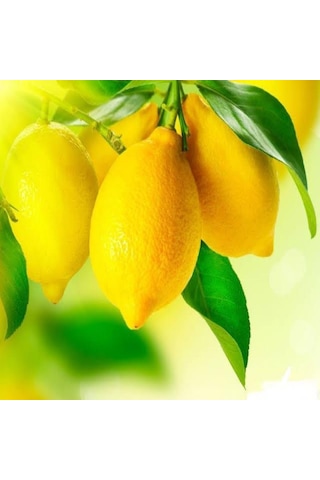 Tüplü Yarı Bodur Depolamaya Uygun Kütdiken Limon Fidanı