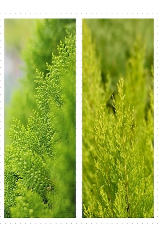Videolu Salon Çamı Limoni Servi 30-40 Cm Saksılı Tüplü Dış Mekan Ağaçları Lemon-scented Pine