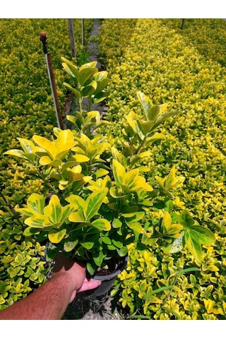 Gold Taflan 20 Adet - Sarı Çit Bitkisi