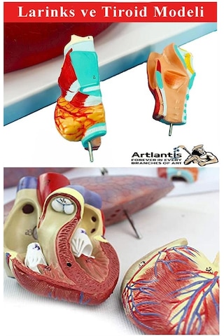 Solunum Sistemi Modeli 1 Adet 38x25 Cm Akciğer Maketi Larinks Ve Tiroid Modeli Anatomik Deney Bilim Tıbbi Model