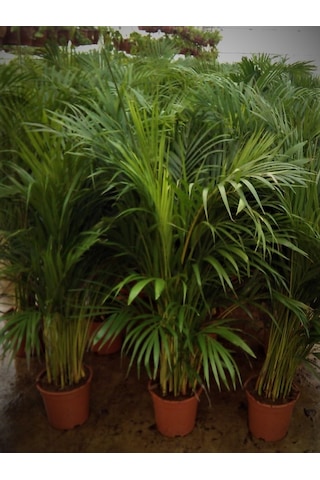 4 Yaş Areca Palmiyesi-dypsis Lutescens 160-180 Cm