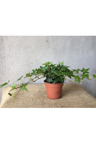 Hedera Helix Sarmaşığı Saksı Ofis Ev Balkon Bitkisi 8,5 Cm