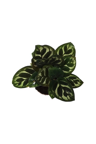 Calathea Makoyana
