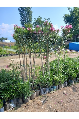 Tijli Pembe Zakkum Ağacı 1,70-200 Cm. Nerium Oleander