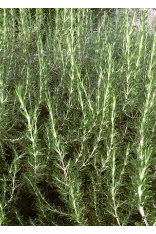Dayanıklı Ve Lezzetli 2 Yaşında Biberiye Rosmarinus Officinalis