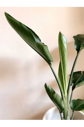 Tek Köklü Starliçe Strelitzia Zarif Salon Bitkisi