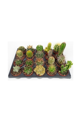 20 Adet Özel Kaktüs Seti
