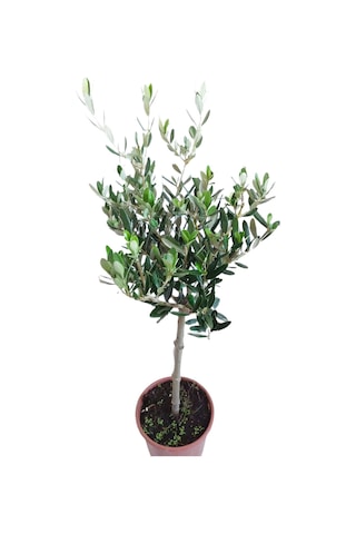 zeytin fidanı 50-70cm