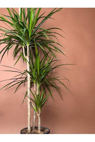 Madagaskar Ejder Ağacı Dracaena Marginata 100 Cm Çoklu Gövdeli Form