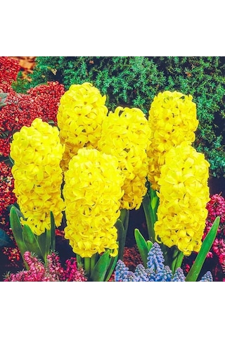 Yoğun Kokulu Gipsy Princess Sarı Sümbül Soğanı 3 Det