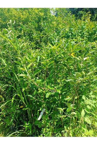 Yeşil Deniz Fidancılık Tüplü Yeşil Elma Fidanı 100-150 Cm