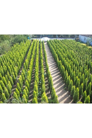 Videolu Natural Limoni Salon Çamı 30-70 Cm Tüplü 3 Adet Dış Mekan Ağaçları Norfolk İsland Pine