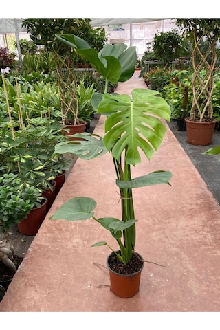 Deve Tabanı Monstera Deliciosa Ithal Orta Boy