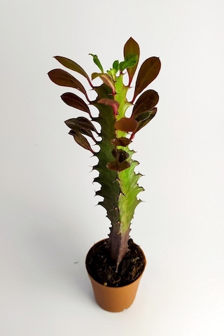 Euphorbia Trigona Royal Red Nadide Tür Kaktüs Özel Tür Kaktüs