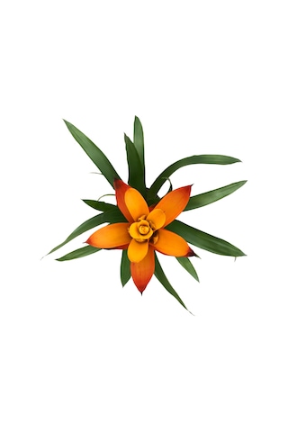 Guzmania Lingulata 'Orange' (Guzmanya) Ø12 CM Y35-40 CM