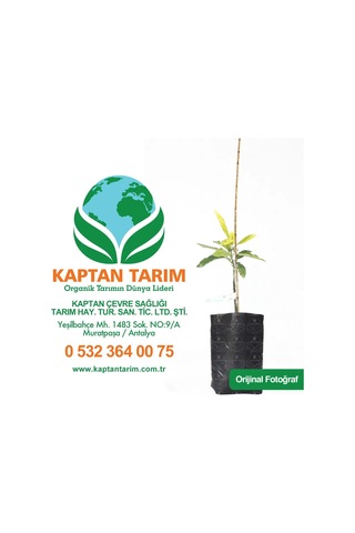 Storeşahin Aşılı Hass Avokado Fidanı 4 Adet Shn0720