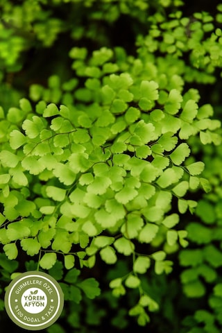 Yörem Afyon Meşhur Rize Yöresinden 800 Rakım Hasadı Baldırı Kara Otu, Adiantum Capillus-veneris 20gr.