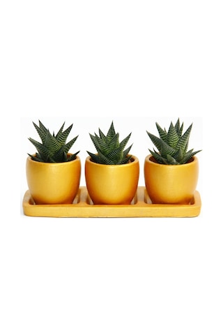 TRİO ORANGE HEDİYELİK SUKULENT SETİ - Haworthia Limifolia