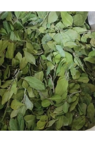 Sidr Yaprağı Zizyphus Spina , Arabistan Kirazı Yaprağı, 1 Kg, Derya Eren