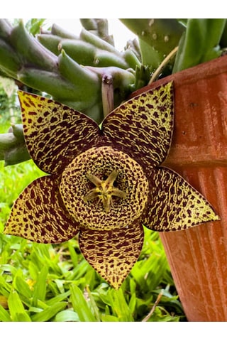 Videolu Leş Kaktüs Çiçeği Fidanı 10-20 Cm Saksılı Çiçekli Bodur Bitkiler Stapelia Variegata