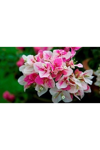 Saksıda Nadir Bulunan Çift Renk Begonvil pembe Ve Beyaz