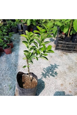Ithal Aşılı İri Kamkat Fukushu Ultra Bodur. Saksıda