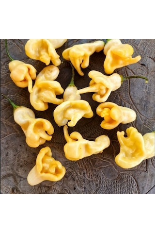 Doğal Geleneksel Aji Confision Biber Tohumu 10 Tohum