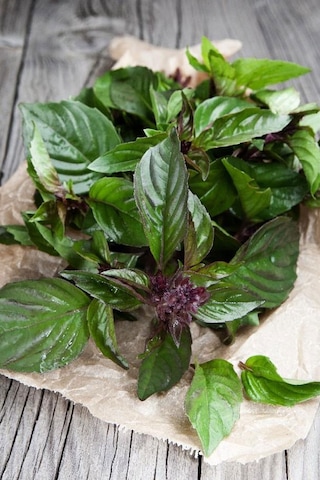Tayvan Fesleğen Tohumu Thai Basil