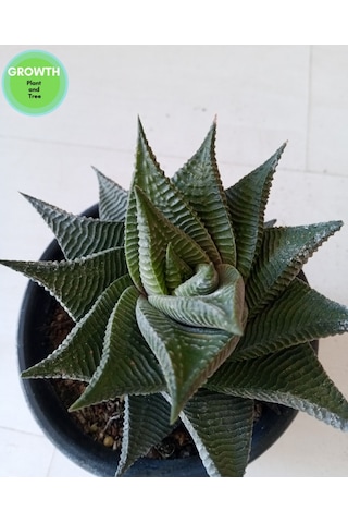 Haworthia Limifolia Twist 1 Adet
