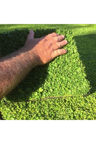 Dichondra Repens Fare Kulağı Çim Tohumu 250 GR