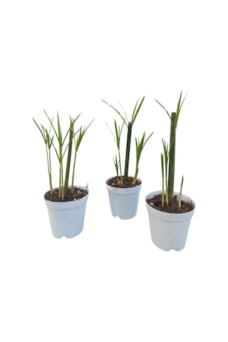 Thebestonline Mini Japon Şemsiyesi 5-10 Cm 1 Adet Saksılı Salon Bitkisi