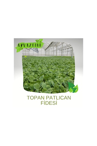 Topan Patlıcan Fidesi 100 Adet