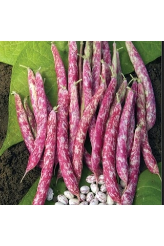 Doğal Anadolu Geleneksel Oturak Barbunya Tohumu 20 Tohum