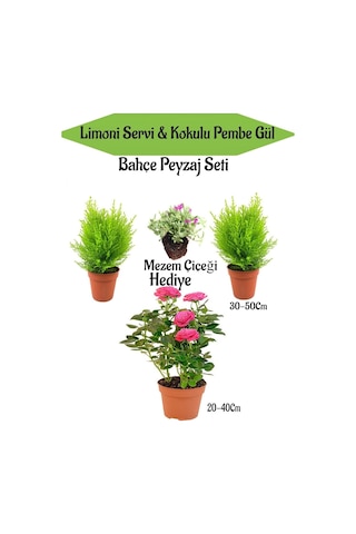 Bahçe Seti 2 Adet Limon Servi Çamı+1 Adet Pembe Gül+hediye Mezem Çiçeği