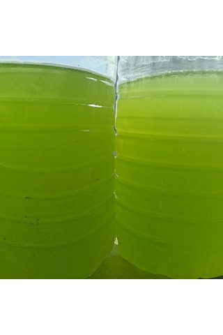 Mawrond Fitoplanktonlu Yeşilsu Chorella Yosunu 1 L