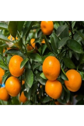 Tüplü Soğuklara Dayanıklı Satsuma Rize Mandalinası Fidanı