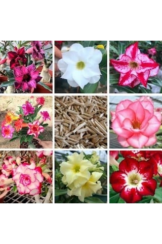 8 Adet Adenium Çöl Gülü Çiçeği Fidanı Pakedi mix Karışık 1375