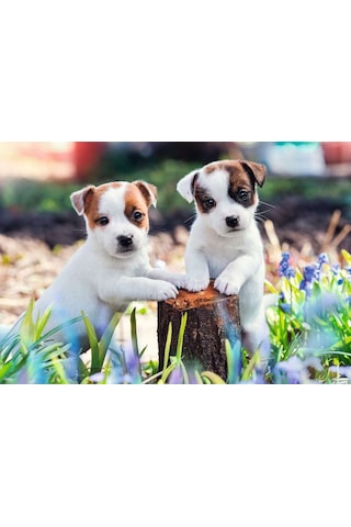 Ravensburger 2x12 Parça Puzzle Yavru Köpekler 56361