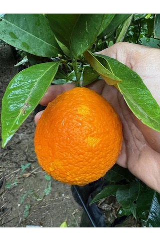 3 Yaş Yafa Portakal Boy 150-170 Cm