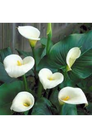 20 Adet Tohum Organik Calla Lily Çiçek Tohumu Afrika Çöl Çiçeği Calla Lily Sürpriz Hediye Tohumlu