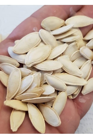 AGRodal Tarım Doğal Çerezlik Kabak Çekirdeği Ürgüp Hanım Tırnağı Tohumu 20 Ad