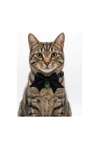 3'lü Set Zilli Ve Fiyonklu Kedi Tasması