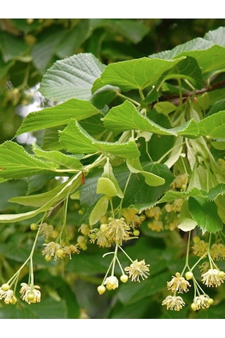 Kuzeylina Ihlamur 50 G
