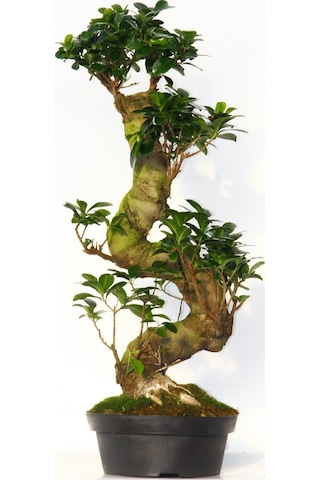 BONSAİ FİCUS GİNSENG 60 CM - S FORM 10 YAŞINDA